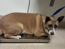 Shelter Stray Female Dog last seen Near BLOCK S UNION AVE, BAKERSFIELD CA 93307, 3951 Fruitvale Ave, Bakersfield, CA 93308, USA