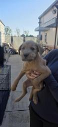 Shelter Stray Female Dog last seen Near BLOCK STATE HWY 151, 4710 TX-151, San Antonio, TX 78227, USA