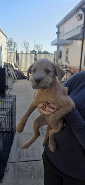 Shelter Stray Female Dog last seen Near BLOCK STATE HWY 151, 4710 TX-151, San Antonio, TX 78227, USA