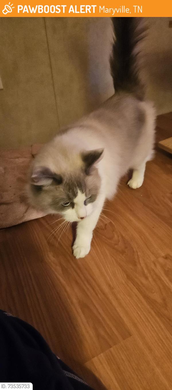 Found/Stray Female Cat last seen Foothills Mall/Kroger, Maryville, TN 37801