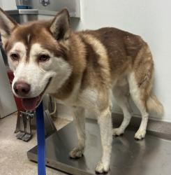 Shelter Stray Male Dog last seen Near BLOCK MADRONA AVE, BAKERSFIELD CA 93307, 3951 Fruitvale Ave, Bakersfield, CA 93308, USA