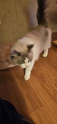 Found/Stray Female Cat last seen Foothills Mall/Kroger, Maryville, TN 37801
