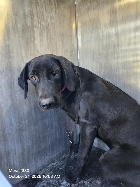Shelter Stray Female Dog last seen BLOCK 200 LARK AVE, 4710 TX-151, San Antonio, TX 78227, USA