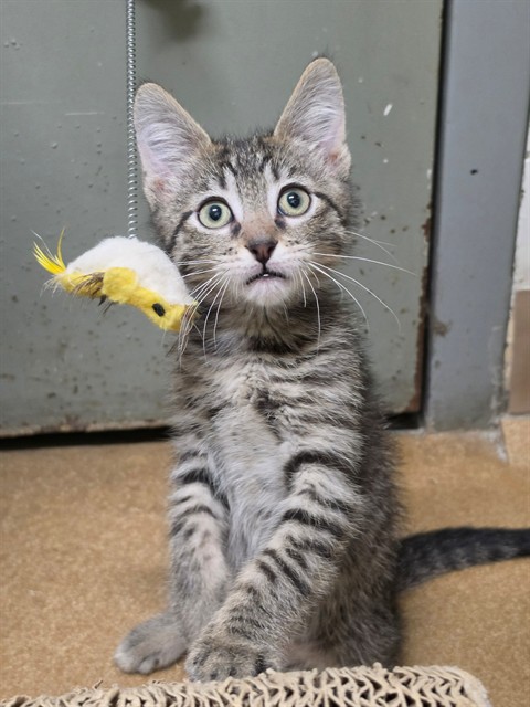 Shelter Stray Male Cat last seen OFALLON, 4850 Mid Rivers Mall Dr, St Peters, MO 63376, USA