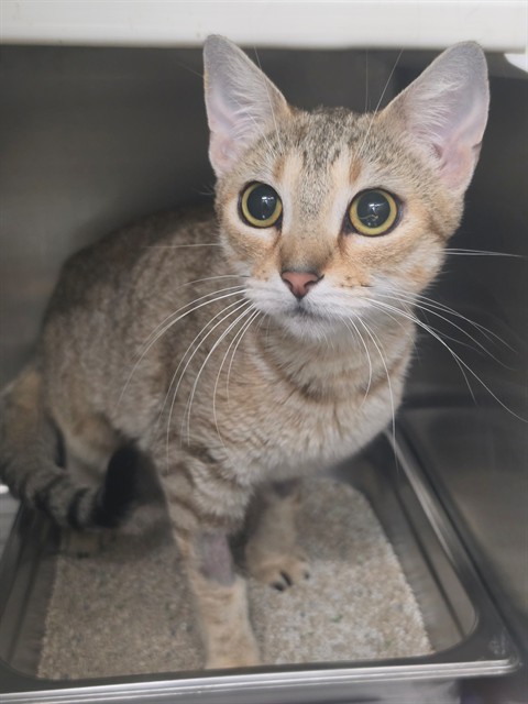Shelter Stray Female Cat last seen ST CHARLES CO, 4850 Mid Rivers Mall Dr, St Peters, MO 63376, USA