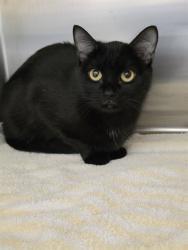 Shelter Stray Female Cat last seen OFALLON, 4850 Mid Rivers Mall Dr, St Peters, MO 63376, USA