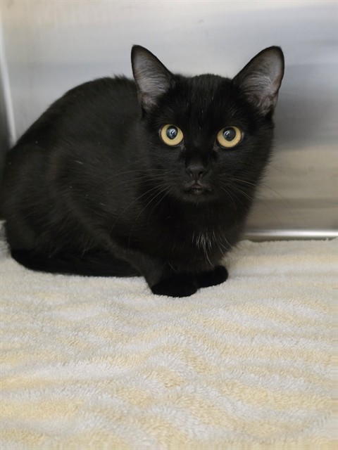 Shelter Stray Female Cat last seen OFALLON, 4850 Mid Rivers Mall Dr, St Peters, MO 63376, USA