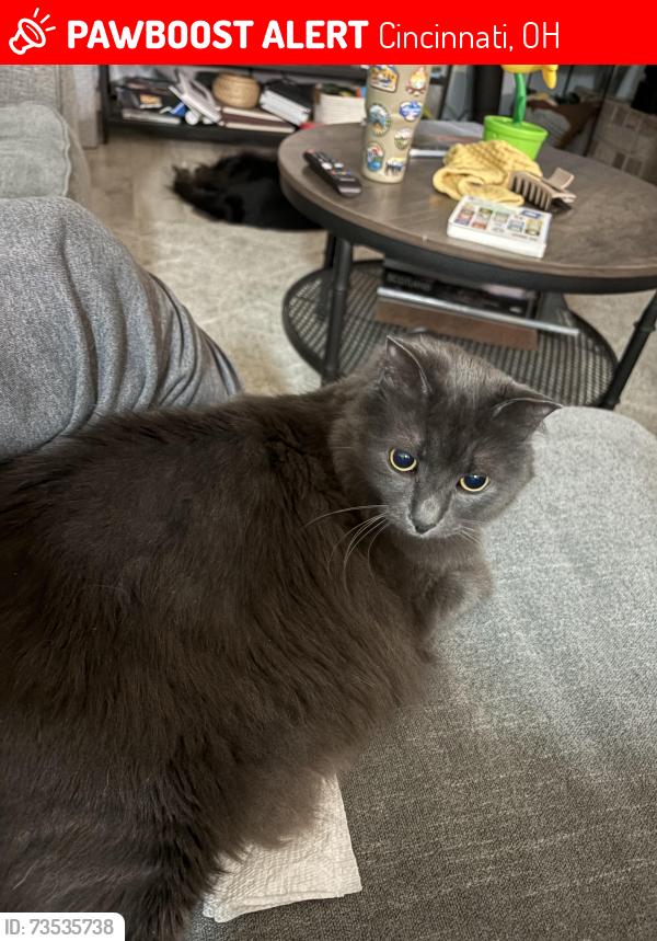 Lost Female Cat last seen Shenandoah, Cincinnati, OH 45237