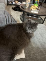 Lost Female Cat last seen Shenandoah, Cincinnati, OH 45237