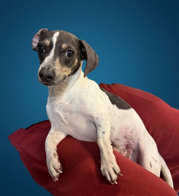 Shelter Stray Male Dog last seen NW 6 AVE & NW 1 ST, 3599 NW 79th Ave, Doral, FL 33122, USA