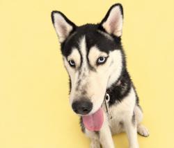 Shelter Stray Male Dog last seen , 3201 Lacy St, Los Angeles, CA 90031, USA