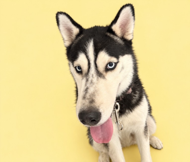 Shelter Stray Male Dog last seen , 3201 Lacy St, Los Angeles, CA 90031, USA