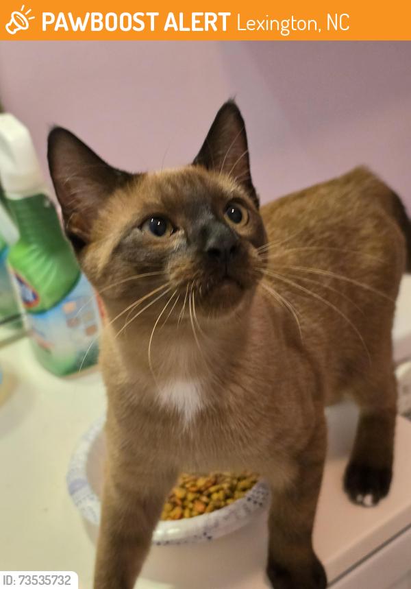 Found/Stray Male Cat last seen Biesecker Road Dollar General, Lexington, NC 27295