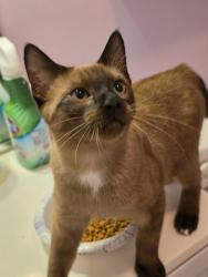 Found/Stray Male Cat last seen Biesecker Road Dollar General, Lexington, NC 27295