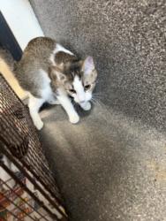 Shelter Stray Female Cat last seen , 3201 Lacy St, Los Angeles, CA 90031, USA