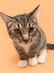 Shelter Stray Male Cat last seen , 3201 Lacy St, Los Angeles, CA 90031, USA