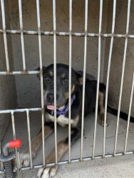 Shelter Stray Female Dog last seen SW 17TH & GRAND, 2811 SE 29th St, Oklahoma City, OK 73129, USA