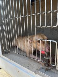 Shelter Stray Male Dog last seen SW 17TH & GRAND, 2811 SE 29th St, Oklahoma City, OK 73129, USA