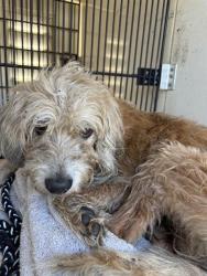 Shelter Stray Male Dog last seen Near BLOCK PILASKI PIKE, 4950 SW Triana Blvd, Huntsville, AL 35805, USA