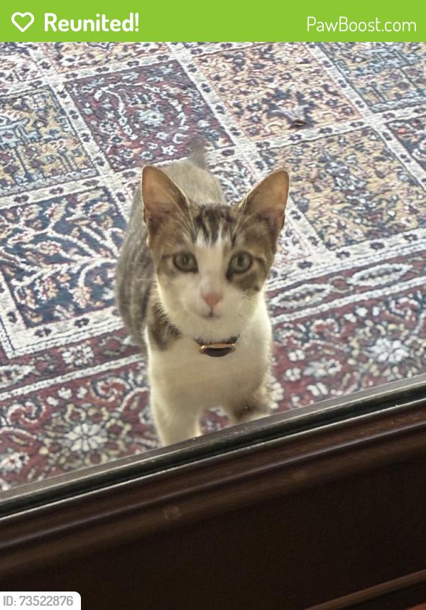 Reunited Female Cat last seen Pelican and Bob Link, Montgomery County, TX 77355