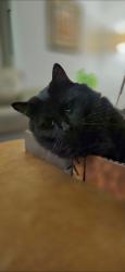 Reunited Male Cat last seen Candlewick / Kalin ranch, Victorville, CA 92395