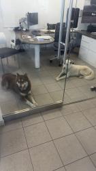Found/Stray Unknown Dog last seen They both walked in the store, Greer, SC 29651