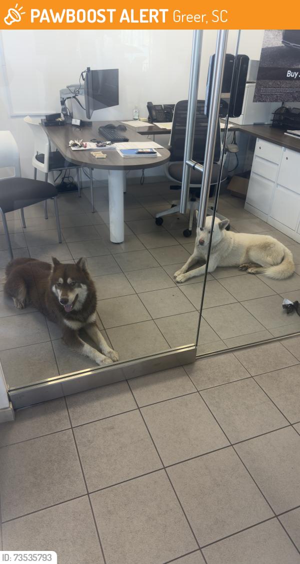Found/Stray Unknown Dog last seen They both walked in the store, Greer, SC 29651