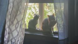 Reunited Male Cat last seen Sacramento & Washington, Chicago, IL 60612