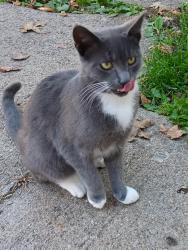 Found/Stray Male Cat last seen Freer & Michigan, Detroit, MI 48210