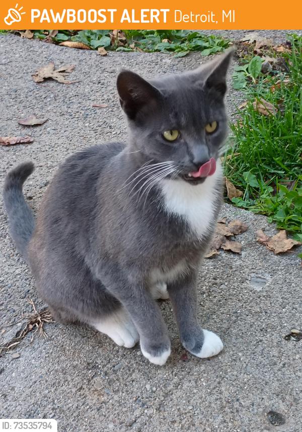 Found/Stray Male Cat last seen Freer & Michigan, Detroit, MI 48210