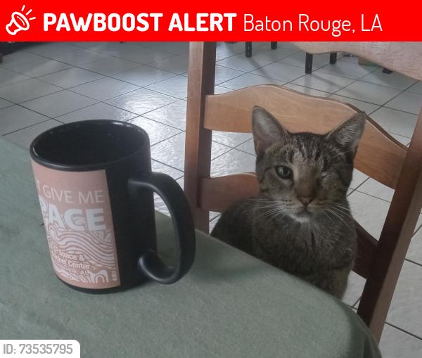Lost Female Cat last seen sunset point ct, Baton Rouge, LA 70816