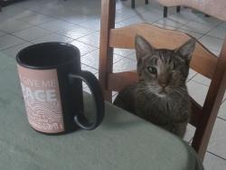 Lost Female Cat last seen sunset point ct, Baton Rouge, LA 70816