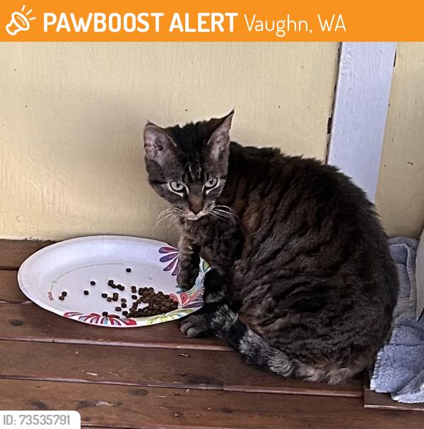 Found/Stray Female Cat last seen Olman Point, Vaughn, WA 98394