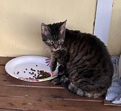 Found/Stray Female Cat last seen Olman Point, Vaughn, WA 98394