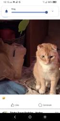 Lost Male Cat last seen Coronado elementary, Salina, KS 67401