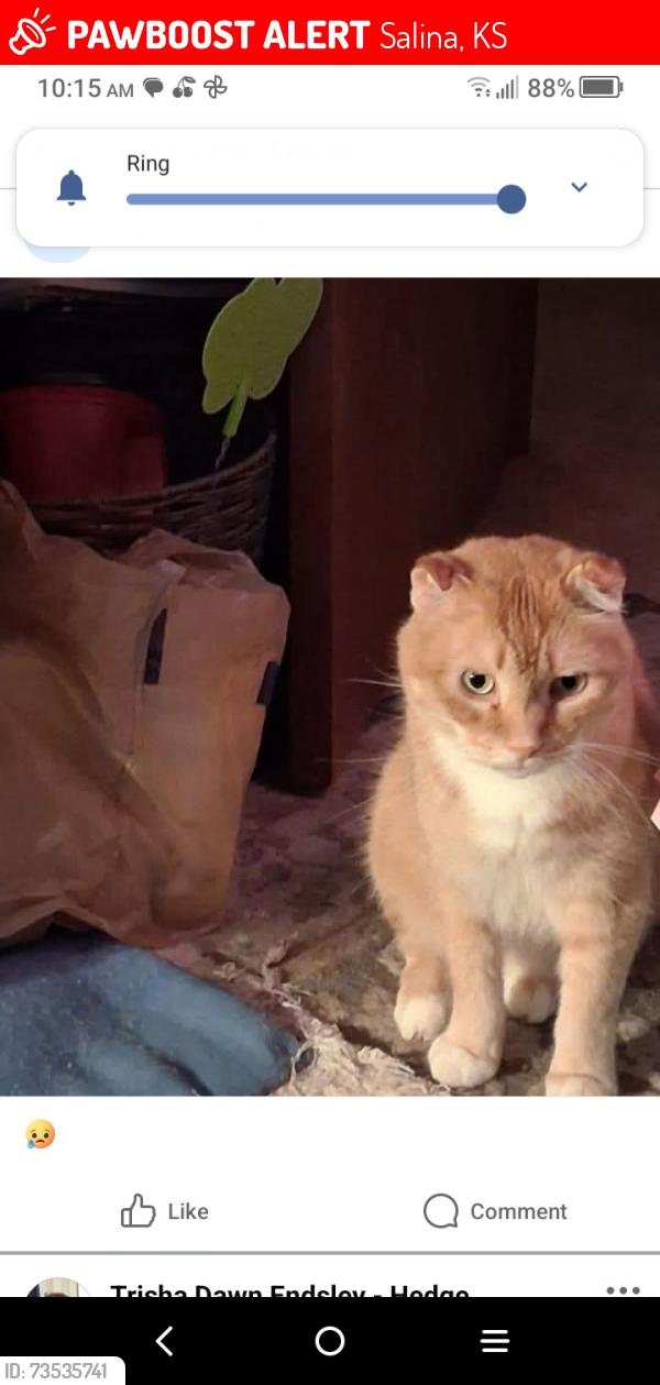 Lost Male Cat last seen Coronado elementary, Salina, KS 67401