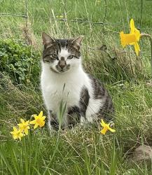 Lost Male Cat last seen Broxton Cheshire, Barnhill, England CH3 9JJ