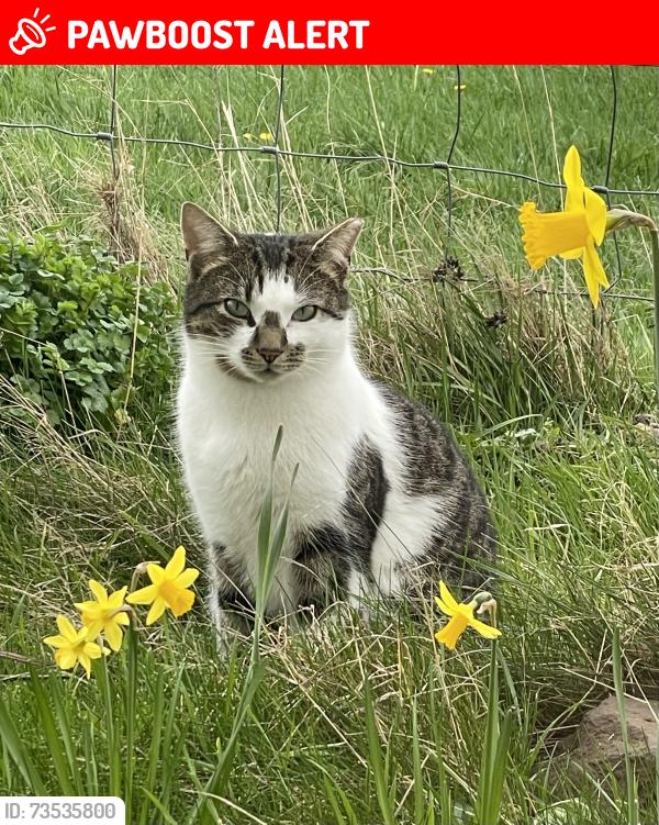 Lost Male Cat last seen Broxton Cheshire, Barnhill, England CH3 9JJ