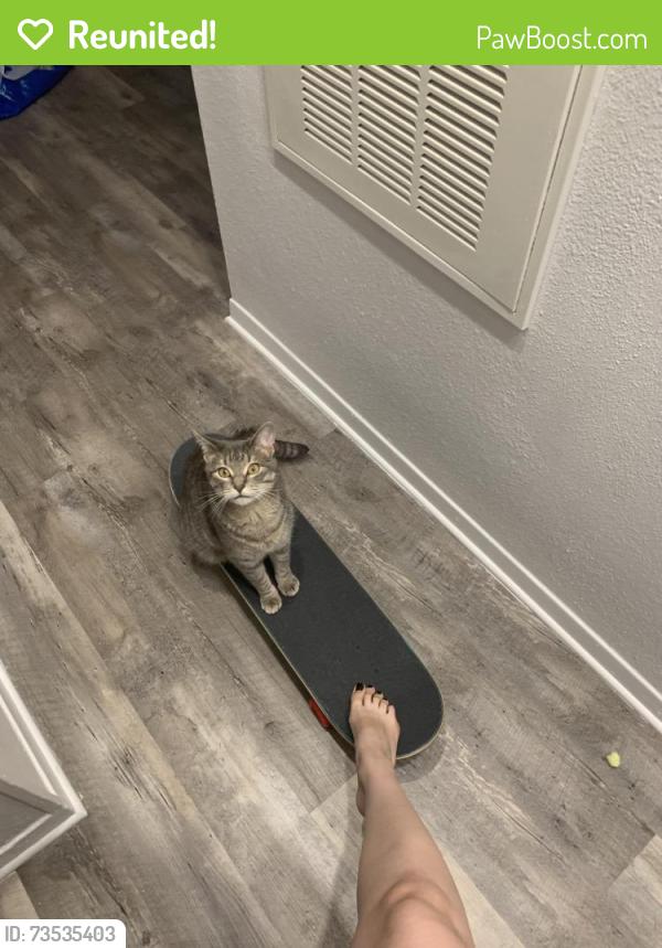 Reunited Male Cat last seen Inbetweeen Manchacha and S 1st street, Austin, TX 78704