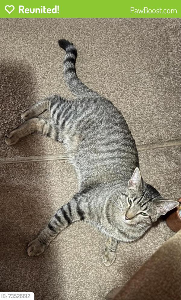 Reunited Male Cat last seen McAllen Mobile Park on McColl and Violet/Minnesota, McAllen, TX 78504