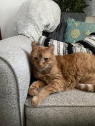 Reunited Male Cat last seen 9th&9th, Salt Lake City, UT 84105
