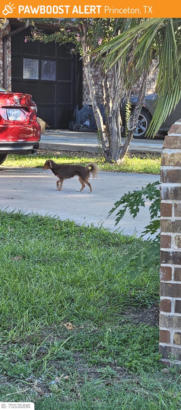 Found/Stray Unknown Dog last seen Prairie creek drive, Princeton, TX 75407