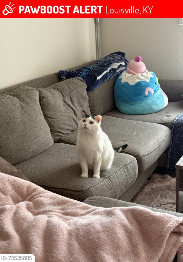 Lost Male Cat last seen Acapolca Way, Louisville, KY 40219