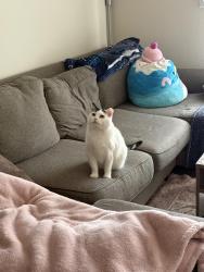 Lost Male Cat last seen Acapolca Way, Louisville, KY 40219