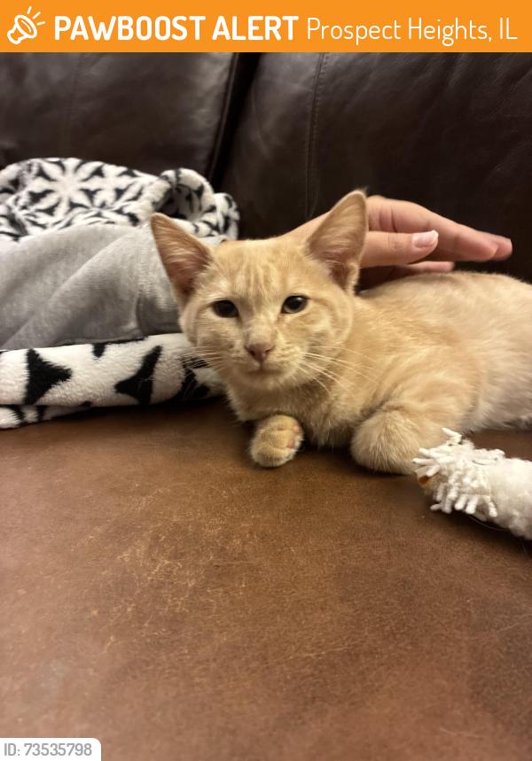Found/Stray Female Cat last seen Betsy Ross Elementary School, Prospect Heights, IL 60070