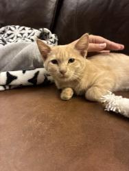 Found/Stray Female Cat last seen Betsy Ross Elementary School, Prospect Heights, IL 60070