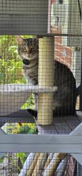 Lost Male Cat last seen Near twp Rd 428, Toronto, OH 43964