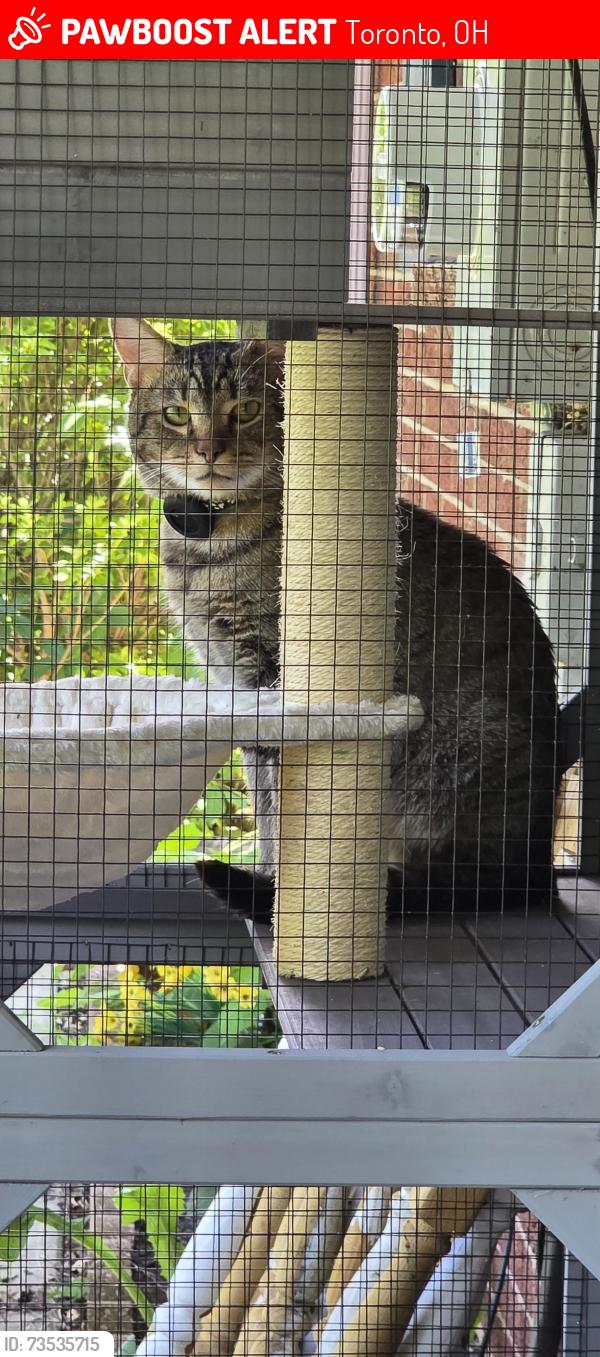 Lost Male Cat last seen Near twp Rd 428, Toronto, OH 43964