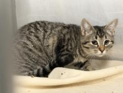 Shelter Stray Female Cat last seen Credit Union Gross Rd., 75149, TX, 1650 Gross Rd, Mesquite, TX 75149, USA