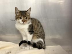 Shelter Stray Male Cat last seen Credit Union Gross Rd., 75149, TX, 1650 Gross Rd, Mesquite, TX 75149, USA